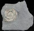 Brilliant Psiloceras Ammonite - England #25814-1